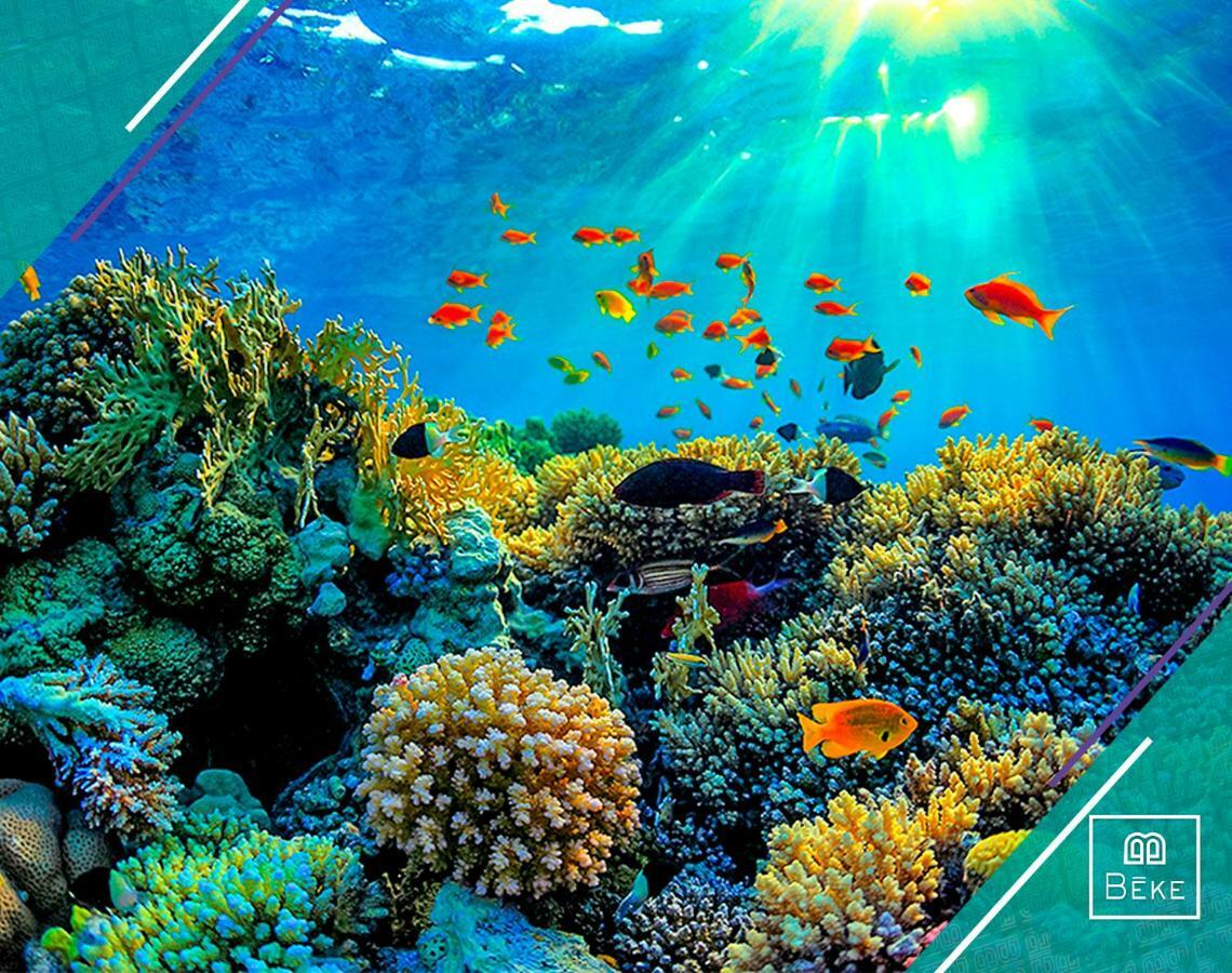 Hotel Beke Mahahual Dış mekan fotoğraf